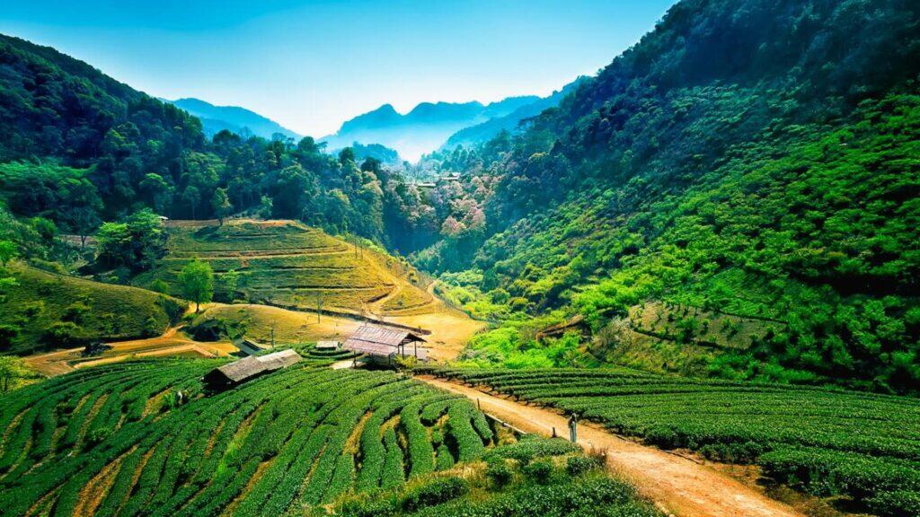 Chiang Mai 3
