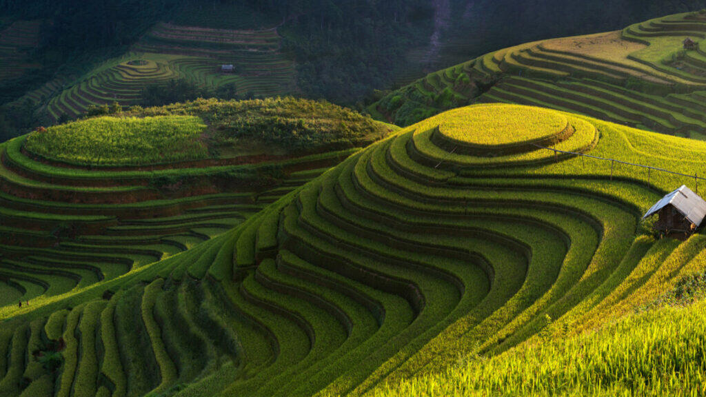 Mu Cang Chai